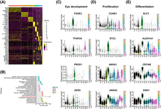 https://cdn.ncbi.nlm.nih.gov/pmc/blobs/892f/9790047/9778a367aa64/MCO2-4-e198-g004.jpg