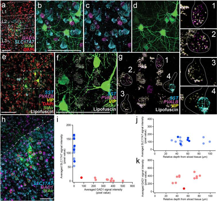 https://cdn.ncbi.nlm.nih.gov/pmc/blobs/8930/10332811/5edfea9d3da6/elife-81863-fig3-figsupp1.jpg