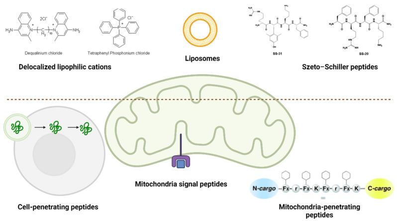 https://cdn.ncbi.nlm.nih.gov/pmc/blobs/8930/11050002/899f9a92ca9f/ijms-25-04300-g004.jpg