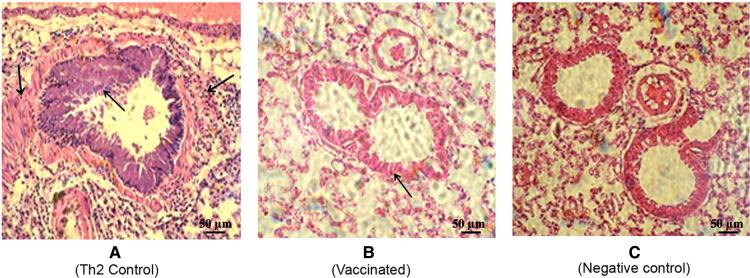 https://cdn.ncbi.nlm.nih.gov/pmc/blobs/8934/9720566/83638e4f3b24/falgy-03-1040076-g006.jpg