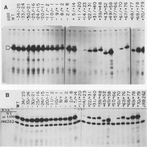 https://cdn.ncbi.nlm.nih.gov/pmc/blobs/8936/363259/e29c39ca45a4/molcellb00063-0151-a.jpg