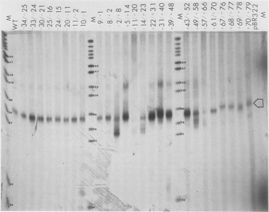https://cdn.ncbi.nlm.nih.gov/pmc/blobs/8936/363259/e75552f81add/molcellb00063-0156-a.jpg