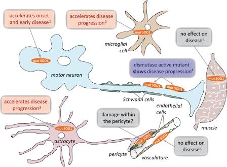 https://cdn.ncbi.nlm.nih.gov/pmc/blobs/8938/2806318/b6f742b07de2/JCB_200908164_RGB_Fig2.jpg