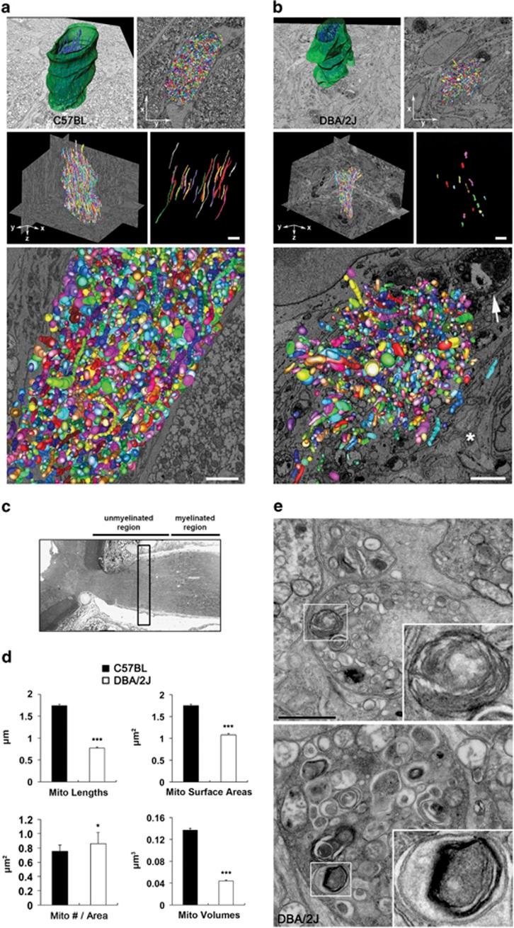 https://cdn.ncbi.nlm.nih.gov/pmc/blobs/8938/4558491/05c7ec7aa665/cddis2015180f3.jpg