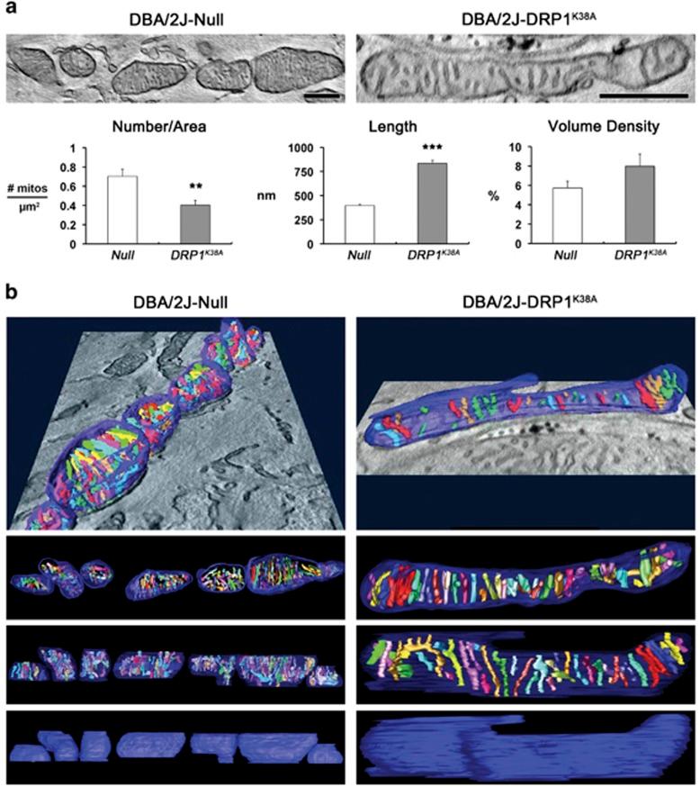 https://cdn.ncbi.nlm.nih.gov/pmc/blobs/8938/4558491/594611cc2135/cddis2015180f8.jpg