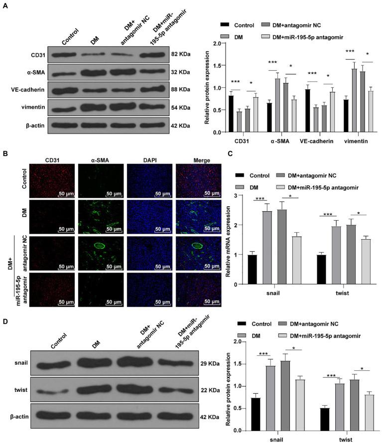 https://cdn.ncbi.nlm.nih.gov/pmc/blobs/8938/8514870/c47e5272f64d/fphys-12-709123-g003.jpg