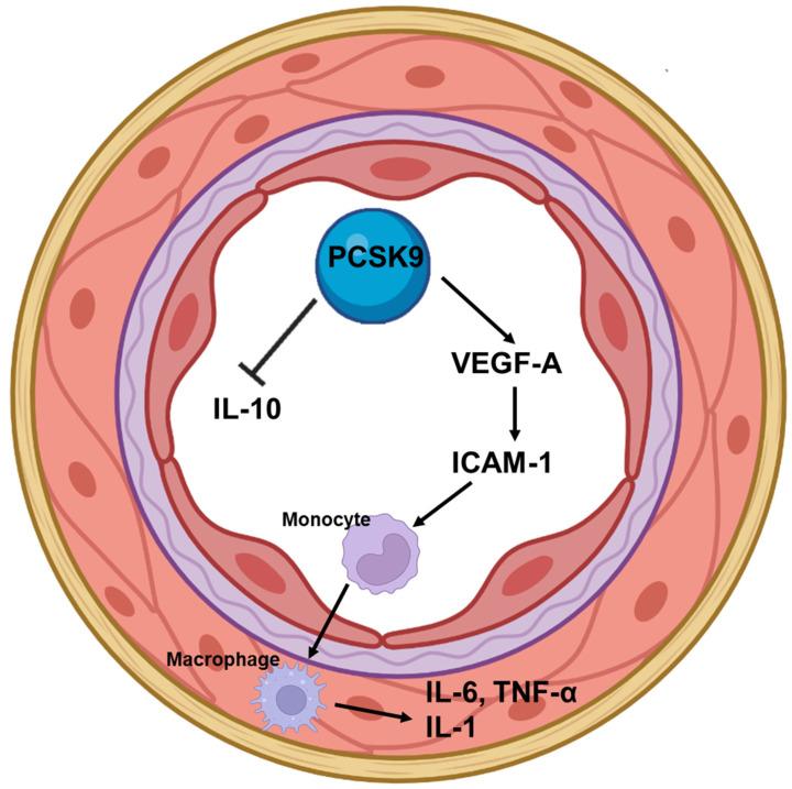 https://cdn.ncbi.nlm.nih.gov/pmc/blobs/893f/9267174/e63be03b04a7/jcm-11-03625-g001.jpg