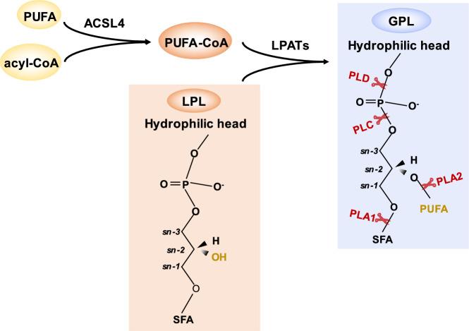 https://cdn.ncbi.nlm.nih.gov/pmc/blobs/8942/12314118/00e90ac511c4/41420_2025_2654_Fig3_HTML.jpg