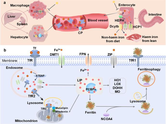 https://cdn.ncbi.nlm.nih.gov/pmc/blobs/8942/12314118/bbeb16c5ecd3/41420_2025_2654_Fig4_HTML.jpg