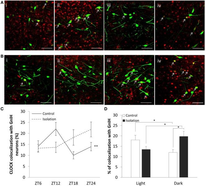 https://cdn.ncbi.nlm.nih.gov/pmc/blobs/8946/5594079/593b8f309a75/fendo-08-00225-g003.jpg