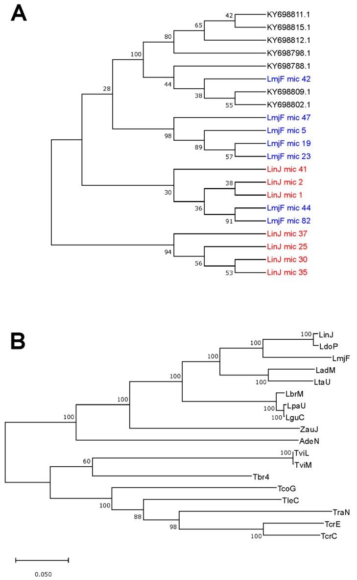 https://cdn.ncbi.nlm.nih.gov/pmc/blobs/8947/6826401/6159695ee0b4/genes-10-00758-g006.jpg