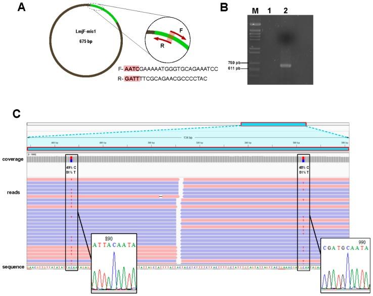 https://cdn.ncbi.nlm.nih.gov/pmc/blobs/8947/6826401/a5679253ad97/genes-10-00758-g004.jpg