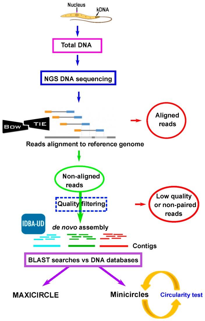 https://cdn.ncbi.nlm.nih.gov/pmc/blobs/8947/6826401/cd72e2bfbdd8/genes-10-00758-g001.jpg