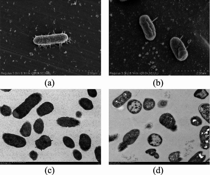 https://cdn.ncbi.nlm.nih.gov/pmc/blobs/8948/11134901/6642fc4eb519/12906_2024_4500_Fig3_HTML.jpg