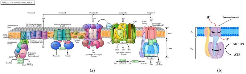 https://cdn.ncbi.nlm.nih.gov/pmc/blobs/8948/11134901/acabd2c70bd6/12906_2024_4500_Fig10_HTML.jpg