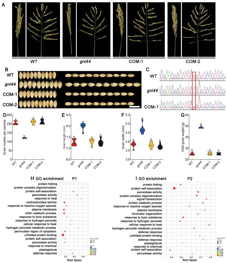 https://cdn.ncbi.nlm.nih.gov/pmc/blobs/894a/10779214/221942707271/ijms-25-00589-g004.jpg