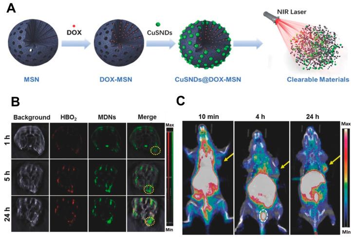 https://cdn.ncbi.nlm.nih.gov/pmc/blobs/894b/11172759/0b8fb691a9c9/ijms-25-06125-g012.jpg