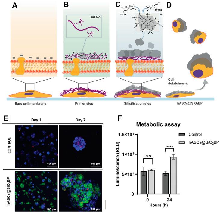 https://cdn.ncbi.nlm.nih.gov/pmc/blobs/894b/11172759/16a59194f6dc/ijms-25-06125-g010.jpg
