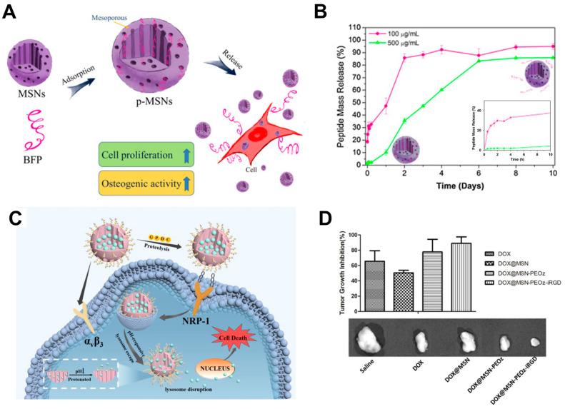 https://cdn.ncbi.nlm.nih.gov/pmc/blobs/894b/11172759/34c592a650a5/ijms-25-06125-g003.jpg