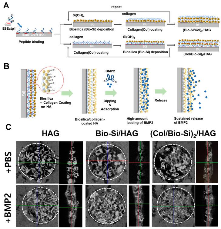 https://cdn.ncbi.nlm.nih.gov/pmc/blobs/894b/11172759/6b8739c23af8/ijms-25-06125-g006.jpg
