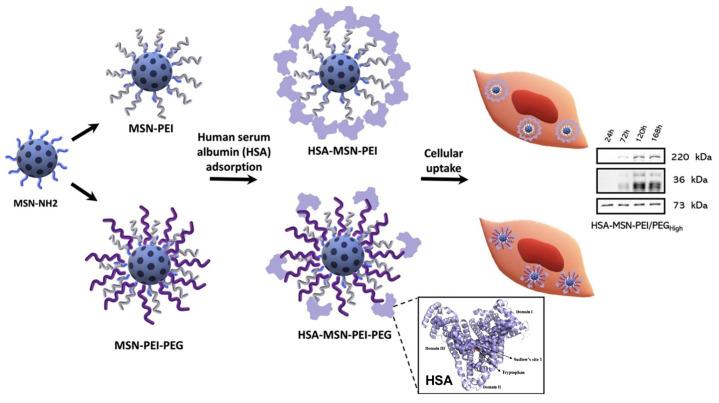 https://cdn.ncbi.nlm.nih.gov/pmc/blobs/894b/11172759/b24faea39abc/ijms-25-06125-g009.jpg