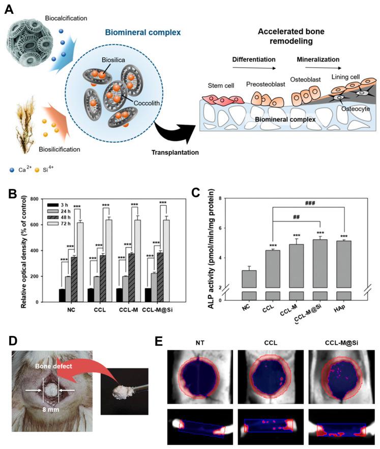 https://cdn.ncbi.nlm.nih.gov/pmc/blobs/894b/11172759/e706121b5b25/ijms-25-06125-g008.jpg