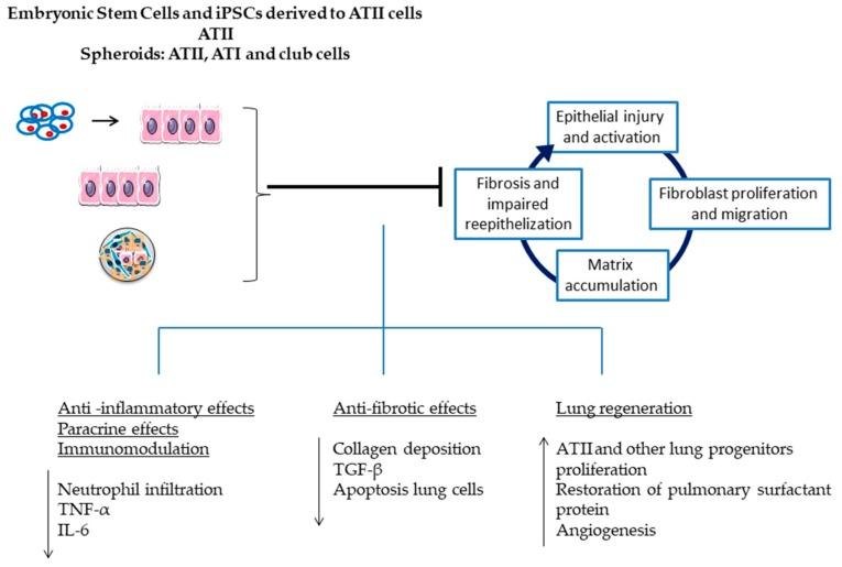 https://cdn.ncbi.nlm.nih.gov/pmc/blobs/894c/6164035/783cb42ab934/medsci-06-00064-g004.jpg