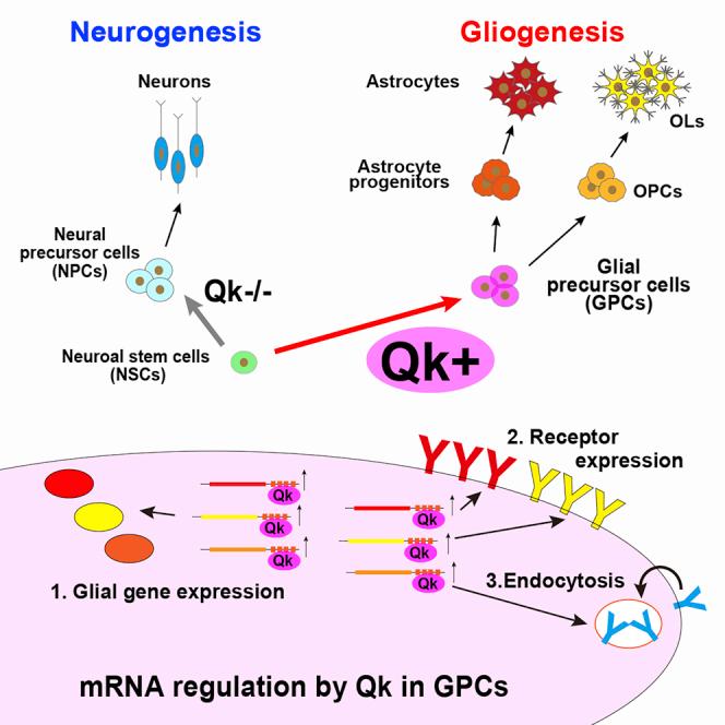 https://cdn.ncbi.nlm.nih.gov/pmc/blobs/894d/7562946/44a6627f79a1/fx1.jpg