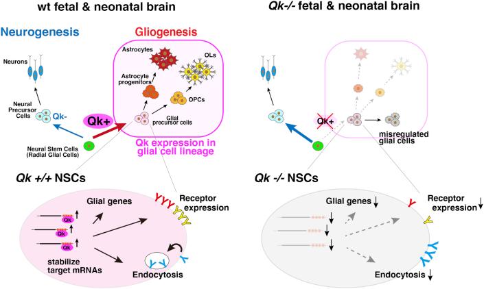 https://cdn.ncbi.nlm.nih.gov/pmc/blobs/894d/7562946/9a354e0543eb/gr7.jpg