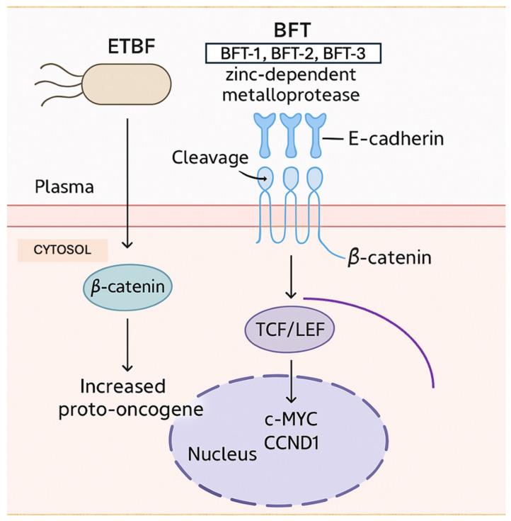 https://cdn.ncbi.nlm.nih.gov/pmc/blobs/8951/12028331/feb68a52ade2/ijms-26-03733-g004.jpg