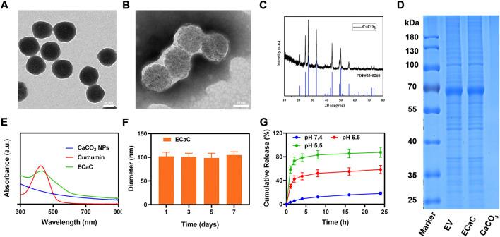 https://cdn.ncbi.nlm.nih.gov/pmc/blobs/8954/9705788/41030b36a4c2/fbioe-10-1069676-g001.jpg