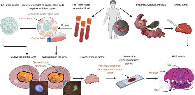 https://cdn.ncbi.nlm.nih.gov/pmc/blobs/8955/11754431/8b4ce05259b0/41598_2025_87054_Fig1_HTML.jpg