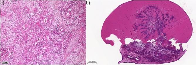 https://cdn.ncbi.nlm.nih.gov/pmc/blobs/8955/11754431/b8c806a3ec99/41598_2025_87054_Fig4_HTML.jpg