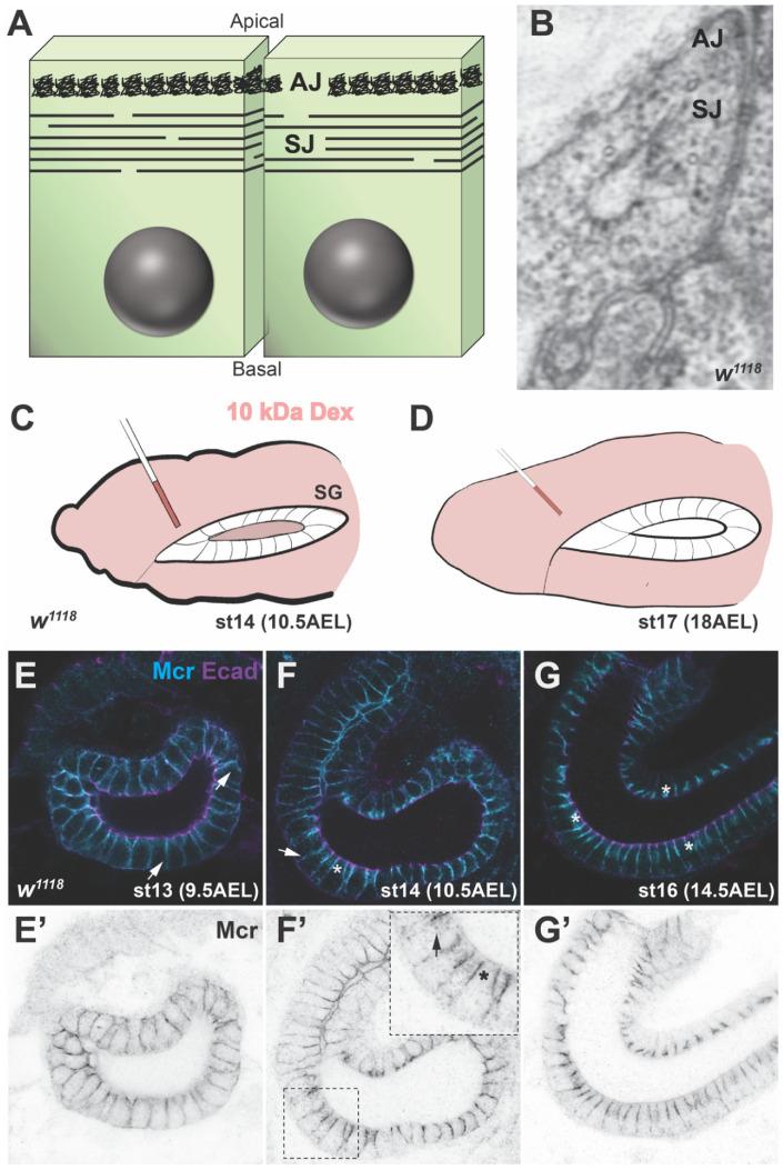 https://cdn.ncbi.nlm.nih.gov/pmc/blobs/895f/8006247/db1d1454e479/jdb-09-00011-g001.jpg