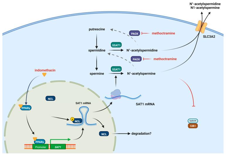 https://cdn.ncbi.nlm.nih.gov/pmc/blobs/8962/10526249/62e1ce78d7ba/biomolecules-13-01383-g006.jpg