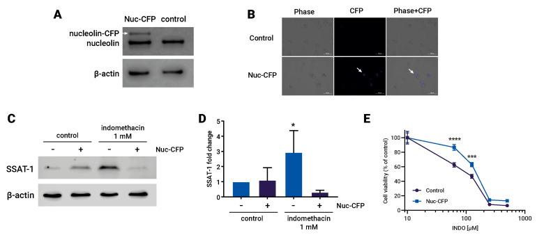 https://cdn.ncbi.nlm.nih.gov/pmc/blobs/8962/10526249/cb44d74e14e9/biomolecules-13-01383-g004.jpg