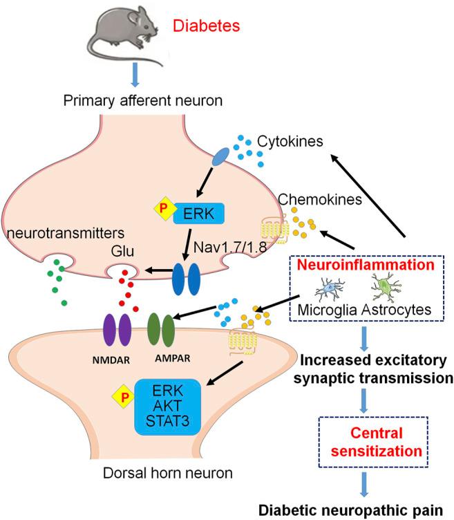 https://cdn.ncbi.nlm.nih.gov/pmc/blobs/8968/9251344/aa0542cd6b79/fphar-13-921612-g002.jpg