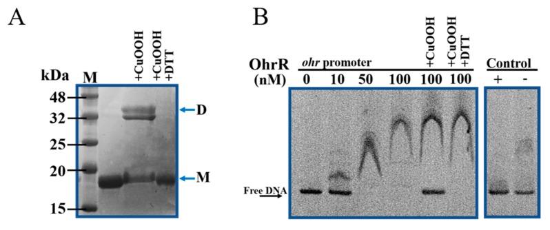 https://cdn.ncbi.nlm.nih.gov/pmc/blobs/8969/7141136/289a595cdc7b/genes-11-00335-g004.jpg