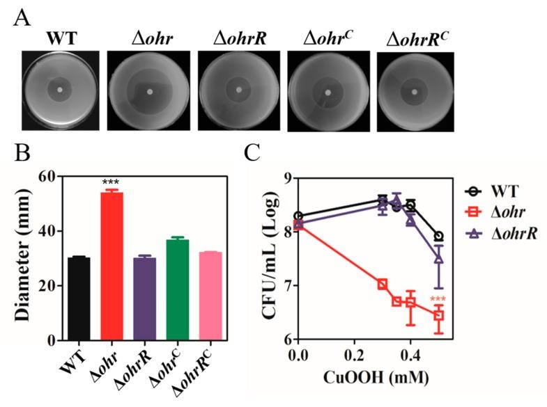 https://cdn.ncbi.nlm.nih.gov/pmc/blobs/8969/7141136/3ce4f224a844/genes-11-00335-g002.jpg