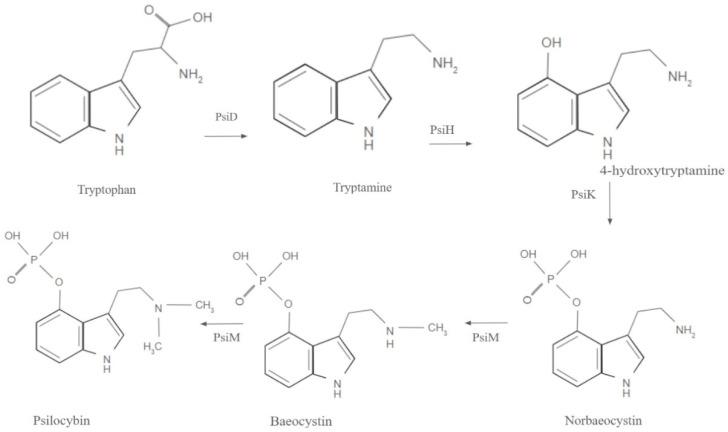 https://cdn.ncbi.nlm.nih.gov/pmc/blobs/896c/12190232/10a57b2fbeb7/brainsci-15-00572-g004.jpg