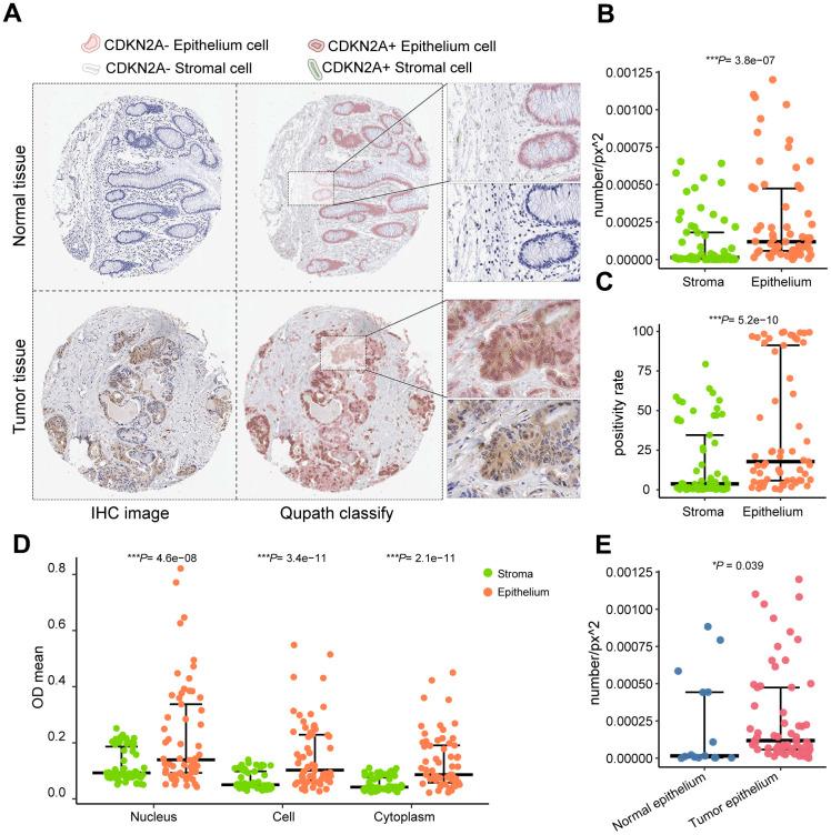 https://cdn.ncbi.nlm.nih.gov/pmc/blobs/8970/11236303/ab38b022b660/aging-16-205945-g002.jpg