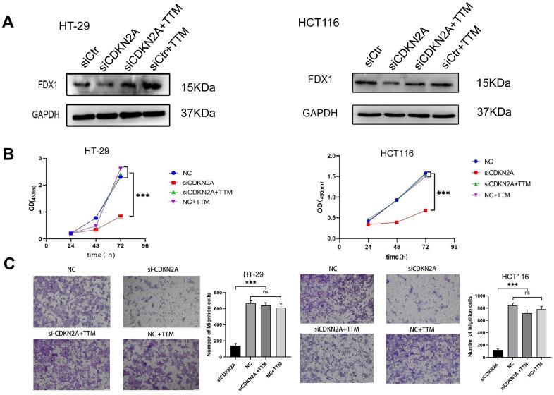 https://cdn.ncbi.nlm.nih.gov/pmc/blobs/8970/11236303/f8f57f97ca2d/aging-16-205945-g009.jpg