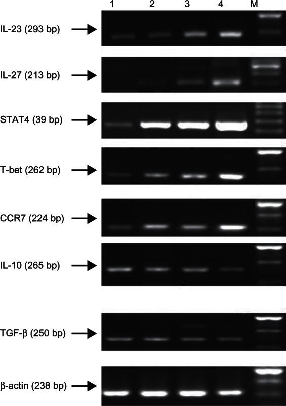 https://cdn.ncbi.nlm.nih.gov/pmc/blobs/8970/3649858/1013de8d2538/ott-6-503Fig5.jpg
