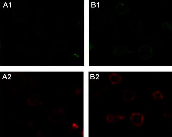 https://cdn.ncbi.nlm.nih.gov/pmc/blobs/8970/3649858/3171c33d6bc5/ott-6-503Fig4.jpg