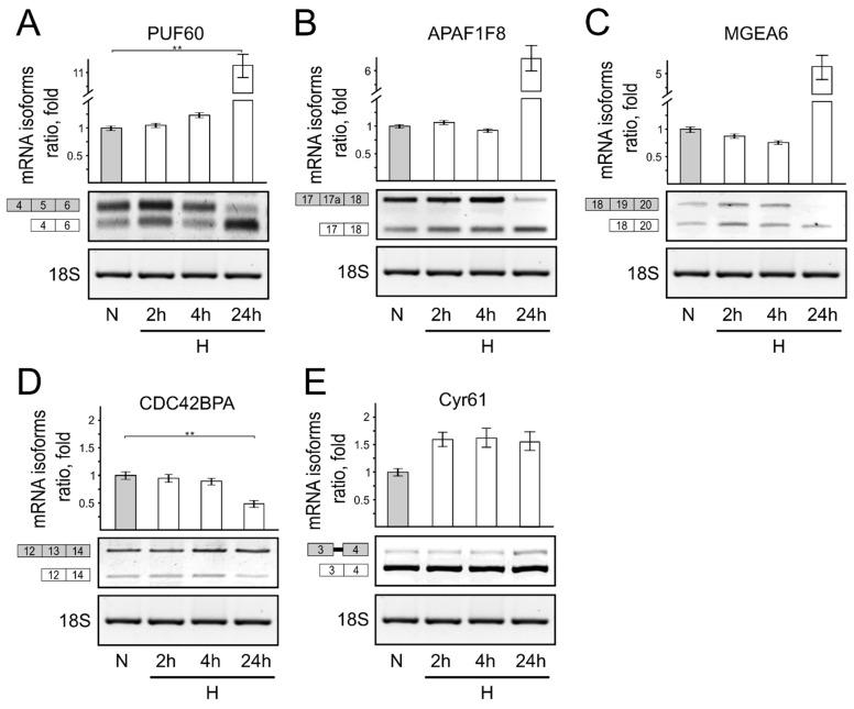 https://cdn.ncbi.nlm.nih.gov/pmc/blobs/8970/9498350/e7fbcc19de24/genes-13-01596-g004.jpg