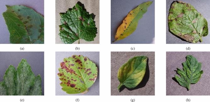 https://cdn.ncbi.nlm.nih.gov/pmc/blobs/8973/10879540/5eb6fded5cfd/41598_2024_54287_Fig1_HTML.jpg