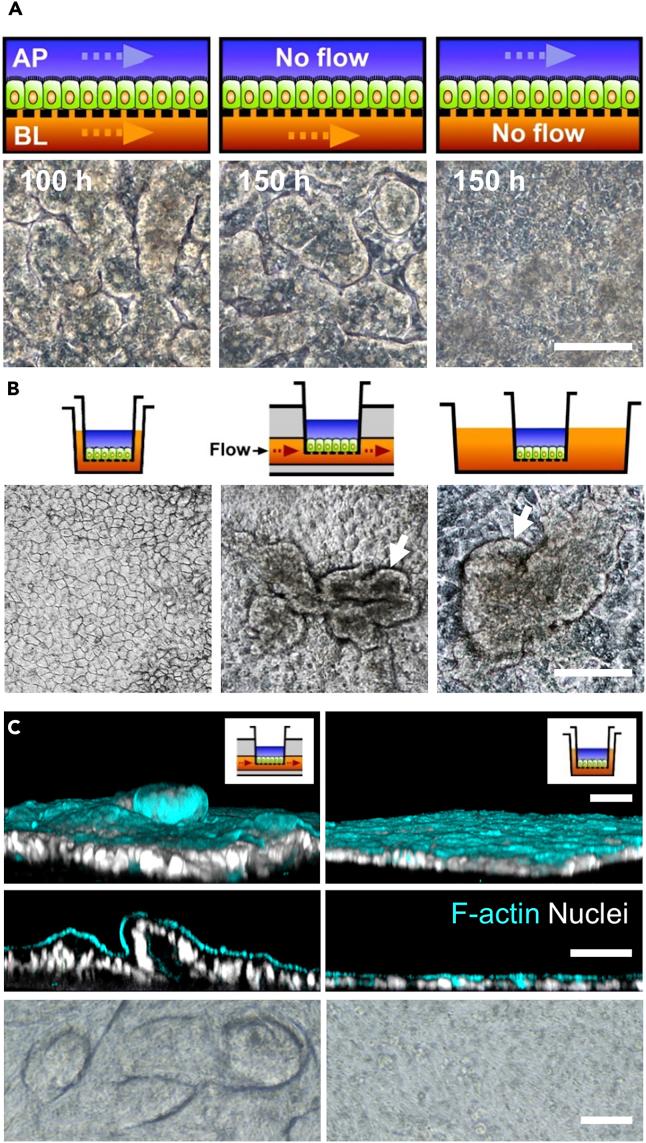 https://cdn.ncbi.nlm.nih.gov/pmc/blobs/8974/6526295/1a185eaa734f/gr2.jpg