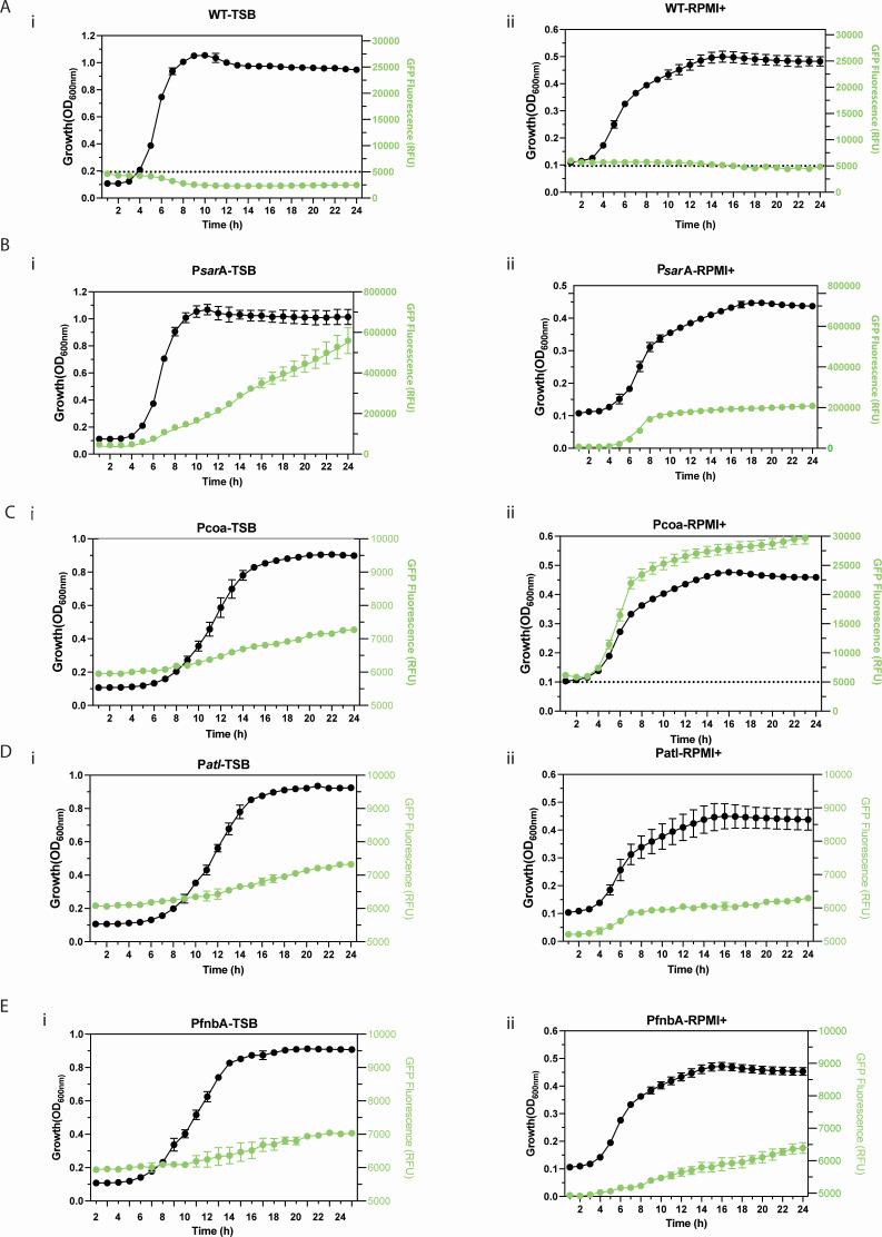 https://cdn.ncbi.nlm.nih.gov/pmc/blobs/8976/11448056/32d235055121/spectrum.00602-24.f002.jpg