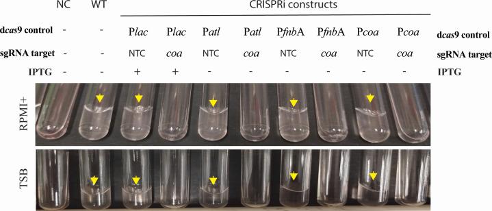 https://cdn.ncbi.nlm.nih.gov/pmc/blobs/8976/11448056/48b8f542bac6/spectrum.00602-24.f005.jpg