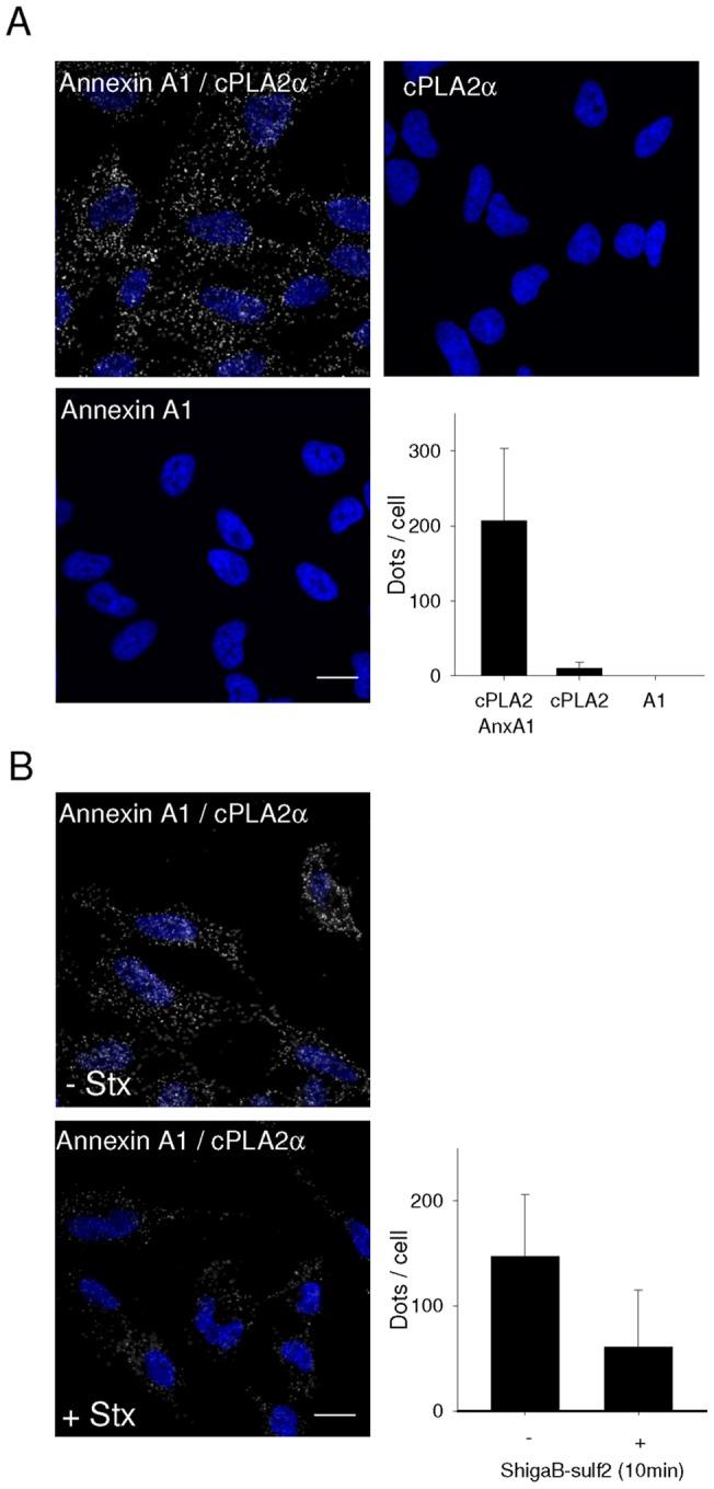 https://cdn.ncbi.nlm.nih.gov/pmc/blobs/8977/3391278/d003a23a97a5/pone.0040429.g005.jpg